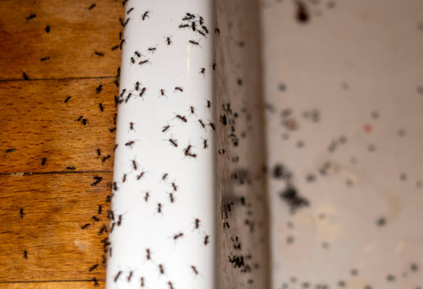 Best Flea Control Services  in Pleasantdale, NJ